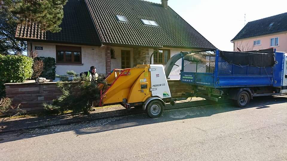 Quand et comment élaguer ses arbres pour préserver leur santé et leur esthétique ? Riedisheim