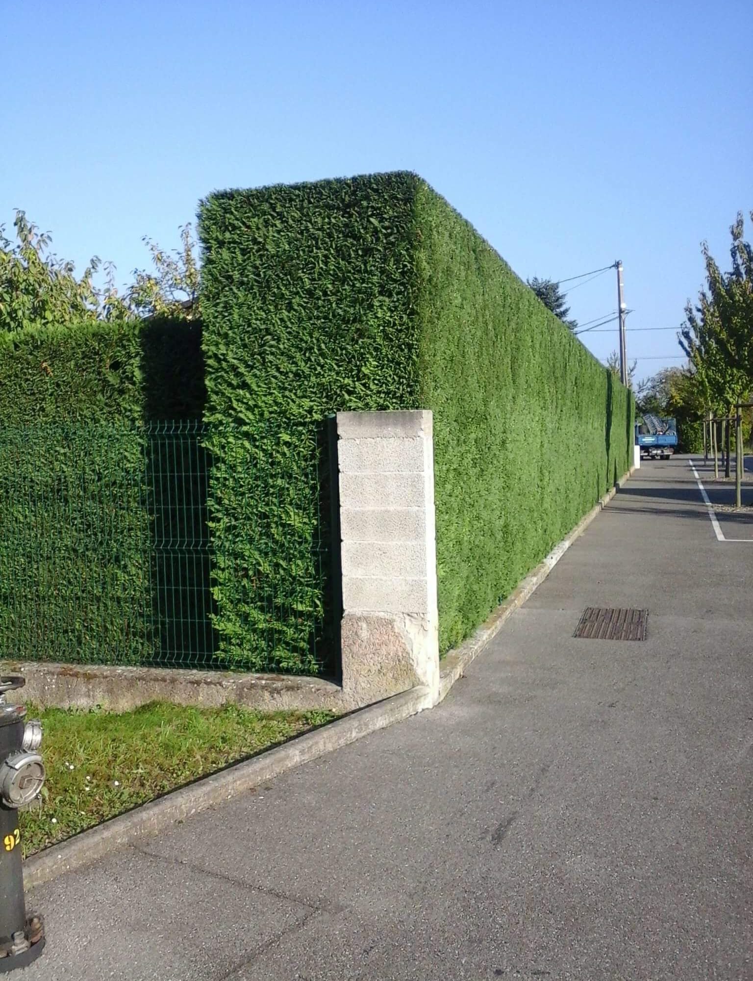 IMG_0144 1536X2000 | Espaces verts J-L LIPP & FILS Comment choisir entre haie vive, clôture végétale ou haie structurée pour délimiter son jardin ? Illzach