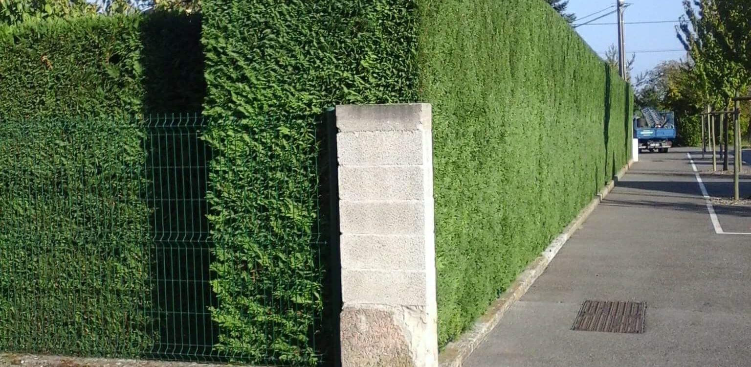 Comment choisir entre haie vive, clôture végétale ou haie structurée pour délimiter son jardin ? Illzach