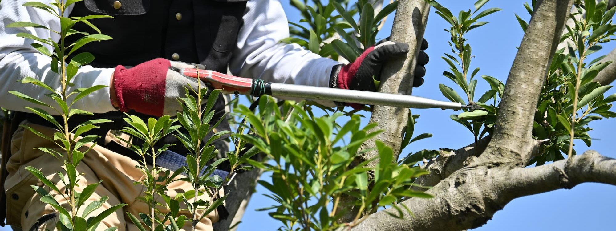 ELAGAGE ARBRES 2000X750 | Espaces verts J-L LIPP & FILS Quelles tailles sont autorisées en été sans nuire à la santé de vos arbres ? Mulhouse